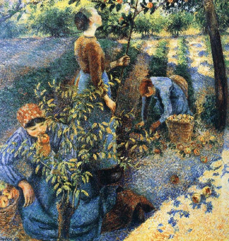 Camille Pissarro Apple picking oil painting image